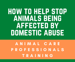 How To Stop Animals Being Affected by Domestic Abuse